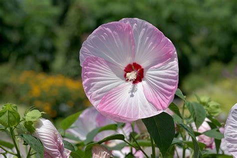 芙蓉種植方法|フヨウ（芙蓉）とは？育て方・栽培方法